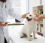 Test di screening pre-vaccinale nel cane e nel gatto